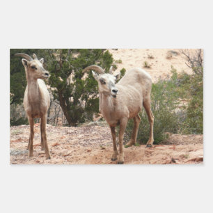 Lustige Dickhornschafe im Zion-Nationalpark Rechteckiger Aufkleber