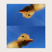 lustige Ente in blauer Karte (Außenseite Aufgefaltet)