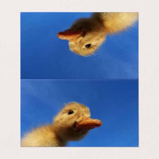 lustige Ente in blauer Karte (Außenseite Aufgefaltet)