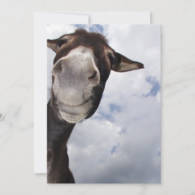 lustige Eselei (Vorderseite)