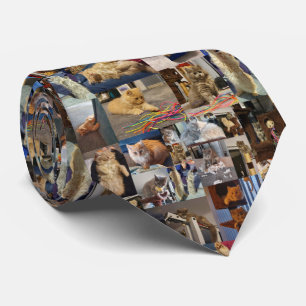 Lustige Fluffy Kittens Foto Collage, Krawatte