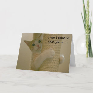 Lustige Geburtstags-Karte mit kletternder Katze Karte