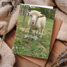 Lustige Geburtstagsschaf-Überraschung Gesichts-Far