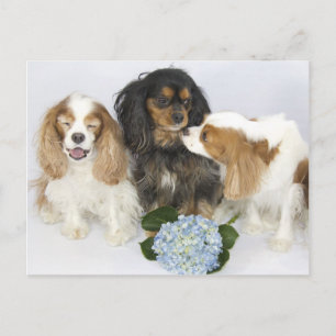 Lustige Gesichter Cavalier King Charles Spaniels Postkarte