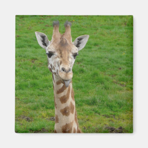 Lustige Giraffe, die heraus Zunge haftet! Magnet
