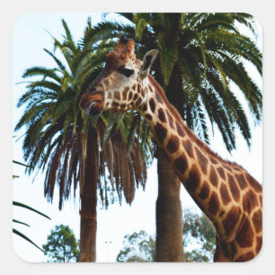 Lustige Giraffe macht eine Grimasse, Quadratischer Aufkleber