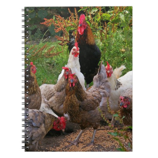 Lustige Hof-Huhn-Hennen u. Hahn-Notizbuch Notizblock (Vorderseite)