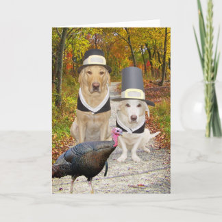 Lustige Hunde/Labrador-Erntedank Feiertagskarte