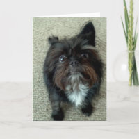 lustige Hundegeburtstags-Grußkarte