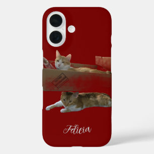 Lustige Ingwerkatzen, anpassbares Bild und Foto iPhone 16 Hülle