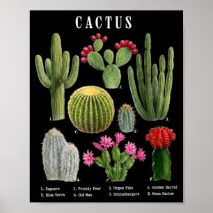 Lustige Kaktusarten-Tabelle Poster