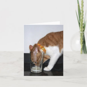 Lustige Katze, die von der leeren Karte