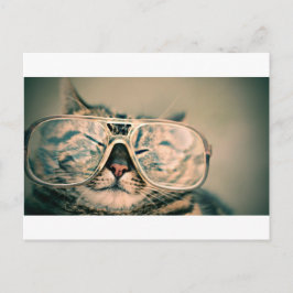 Lustige Katze mit Gläsern Postkarte