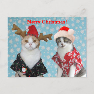 Lustige Katzen in den hawaiischen WeihnachtsShirts Feiertagspostkarte