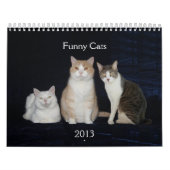Lustige Katzen/Kätzchen Kalender (Titelbild)