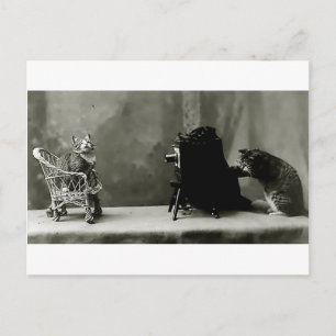 lustige Katzen Vintage-Foto Katzen lustig Karte