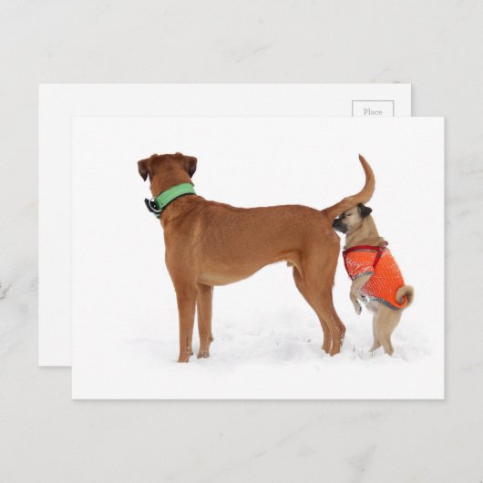 Lustige Kommunikation Geruchssinn Postkarte (Vorne/Hinten)