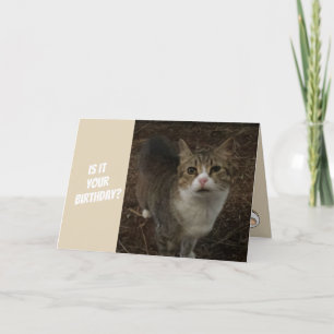 Lustige Miezekatze-Geburtstags-Karte Karte