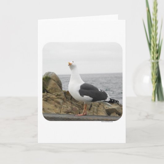 Lustige Neigungs-Kopf-Seemöwe Karte (Vorderseite)