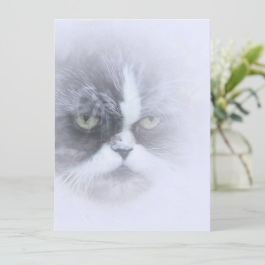 lustige persische Katze mit großen Augen (Stehend Vorderseite)