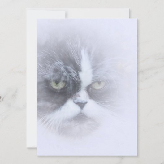 lustige persische Katze mit großen Augen (Vorderseite)