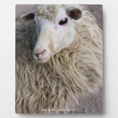 Lustige Schafe Fotoplatte (Vorderseite)