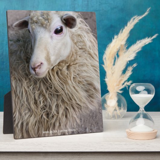 Lustige Schafe Fotoplatte (Seite)