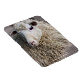 Lustige Schafe Magnet (Rechte Seite)