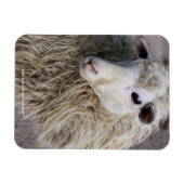 Lustige Schafe Magnet (Horizontal)