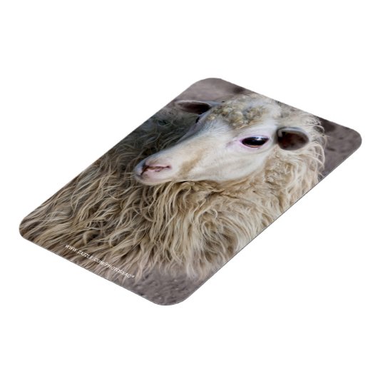 Lustige Schafe Magnet (Linke Seite)