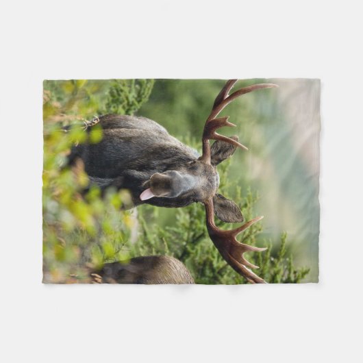 Lustige Stier-Elche Fleecedecke (Vorderseite (Horizontal))