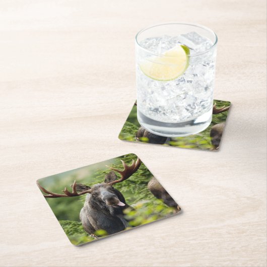 Lustige Stier-Elche Rechteckiger Pappuntersetzer (Vor Ort)