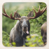 Lustige Stier-Elche Rechteckiger Pappuntersetzer (Vorderseite)