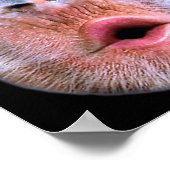 Lustiger Affe bläst Bauch Gesicht, Affe bläst Mage Poster (Ecke)