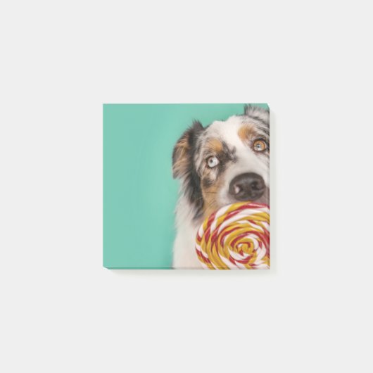 Lustiger Australian Shepherd Hund mit Lolli Post-it Klebezettel (Vorderseite)