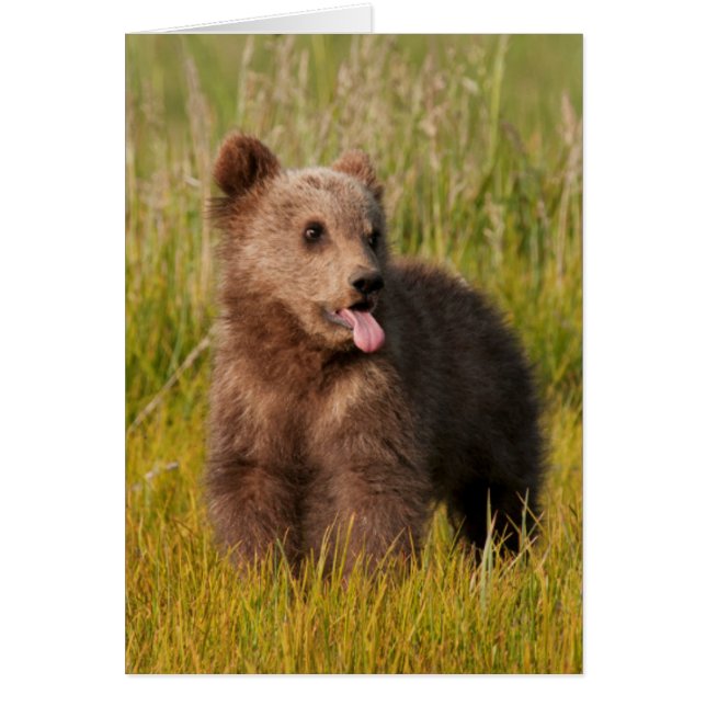 Lustiger Baby-Bär Getty Bild-| (Vorne)