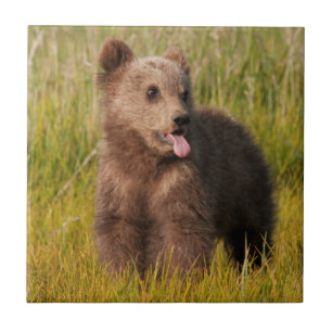 Lustiger Baby-Bär Getty Bild- Fliese