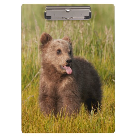 Lustiger Baby-Bär Getty Bild-| Klemmbrett (Vorderseite)