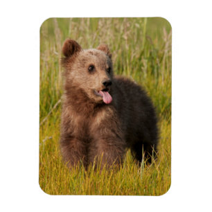 Lustiger Baby-Bär Getty Bild- Magnet