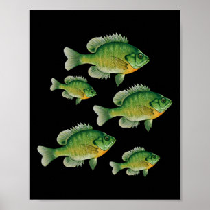 Lustiger Bluegill-Sonnenfisch-Angeln Süßwasserfisc Poster
