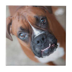 Lustiger Boxerhund Fliese