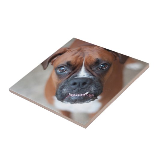 Lustiger Boxerhund Fliese (Seite)