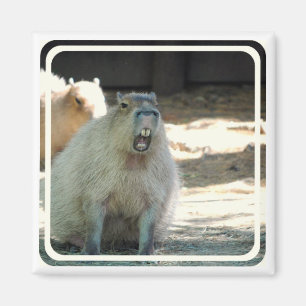Lustiger Capybara-Magnet Magnet