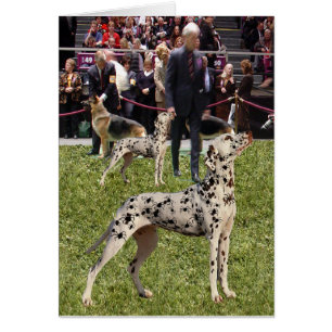 Lustiger Dalmatiner-Show-Hund