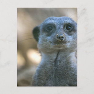 Lustiger Erdmännchen Postkarte