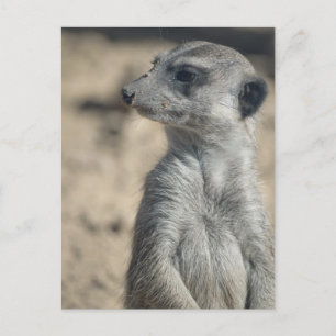 Lustiger Erdmännchen Postkarte