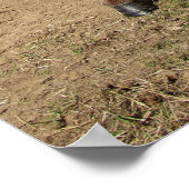 Lustiger Esel Poster (Ecke)