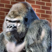 LUSTIGER GORILLA KARTE
