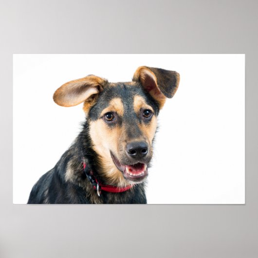 Lustiger Hund Welpe Poster (Vorne)