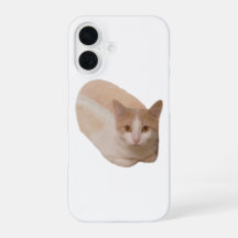 Lustiger Katzenlaib-Meme Katzenbrot Phone-Case